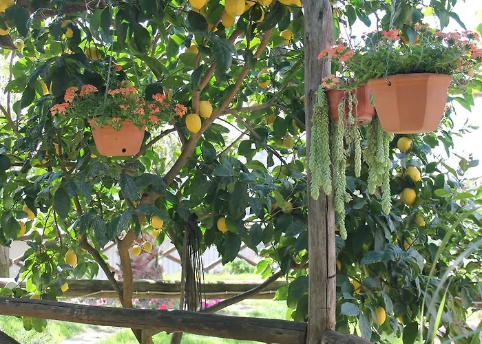 Nyaraló Chery Sorrento